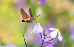 长蝝天蛾（六）