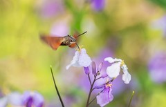 长蝝天蛾（六）