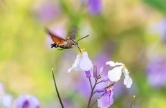 长蝝天蛾（六）