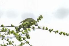 白头翁吃榆钱（3）