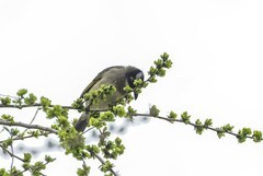 白头翁吃榆钱（3）