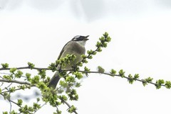 白头翁吃榆钱（3）