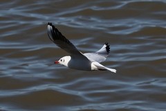 松花江江鸥          12