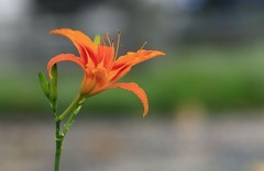 萱草花 (11)
