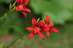 萱草花 (11)