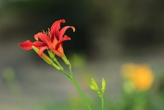 萱草花 (11)