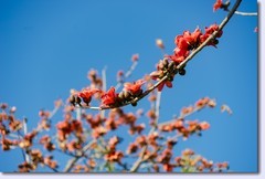紫铆树