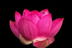 2026荷花图—(2)--蜂戏荷