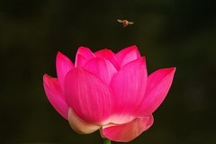 2026荷花图—(2)--蜂戏荷