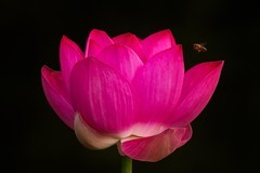 2026荷花图—(2)--蜂戏荷