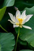 三探云溪拍盆莲-4