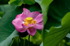 三探云溪拍盆莲-4