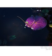 王莲池光影