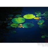 王莲池光影