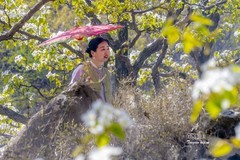 梨园树下（15）