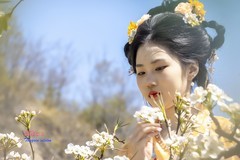 梨园树下（15）
