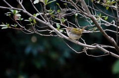 花枝上的山鹪莺