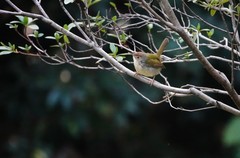 花枝上的山鹪莺