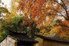 2026年第0020贴-苏州天平山红枫季旅拍（0107）