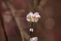 农科院白梅开了