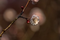 农科院白梅开了