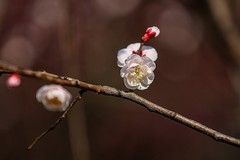 农科院白梅开了