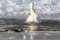 翡翠蓝湾禽鸟园（9）