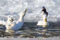 翡翠蓝湾禽鸟园（9）