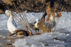 翡翠蓝湾禽鸟园（9）