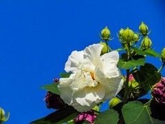 芙蓉花