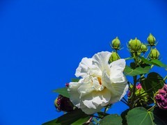 芙蓉花