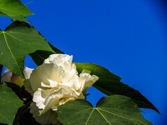 芙蓉花