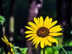 向日葵
