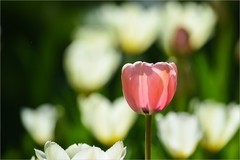 2026年第0240贴 - 北京中山公园郁金香（0412）