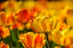 2026年第0240贴 - 北京中山公园郁金香（0412）