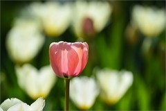 2026年第0241贴 - 北京中山公园郁金香（0412）