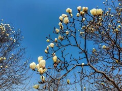 【镜头里】第1639号：玉兰花开（一）