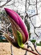 【镜头里】第1639号：玉兰花开（一）