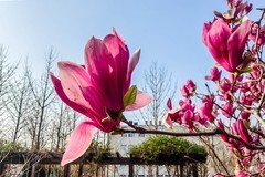 【镜头里】第1639号：玉兰花开（一）