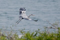 鹭鸟（26－15）
