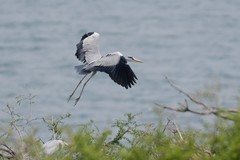鹭鸟（26－15）