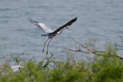 鹭鸟（26－15）