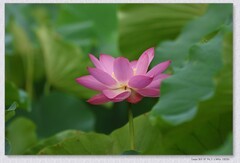 荷花【丙午年-220】