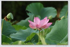 荷花【丙午年-220】