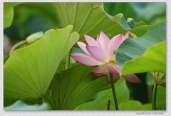 荷花【丙午年-220】