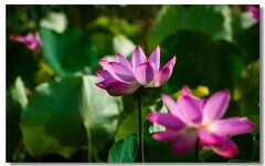 荷花（四）