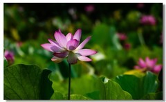 荷花（五）