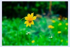 生态园拍花