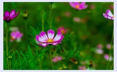 生态园拍花
