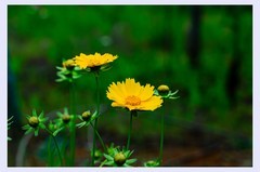生态园拍花